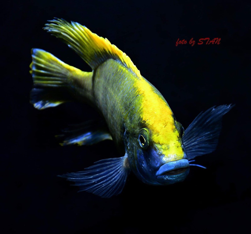 Nimbochromis venustus